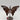 Ocean Jaspis - Schmetterling M