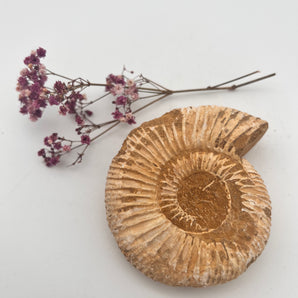 Fossile Muschelschnecke – Erinnerung, Wandel & Erdgeschichte