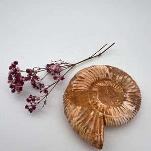 Fossile Muschelschnecke – Erinnerung, Wandel & Erdgeschichte