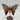 Crazy Lace Achat - Schmetterling W