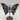 Crazy Lace Achat - Schmetterling Y