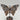 Crazy Lace Achat - Schmetterling Z