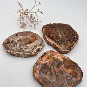 Versteinertes Holz – Erdung aus uralter Zeit