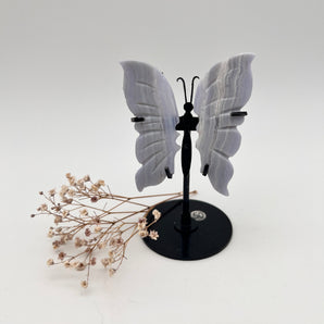 Blue Lace Achat - Schmetterling