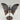 Crazy Lace Achat - Schmetterling X