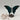Apatit - Schmetterling