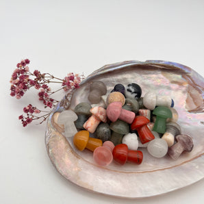 Mystery Mini Pilz – Überraschungszauber im Mini-Format