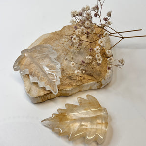 Blatt – Symbol für Wandel, Heilung & Neubeginn