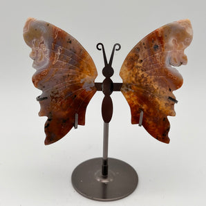 Crazy Lace Achat - Schmetterling AB