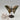 Moosachat - Schmetterling