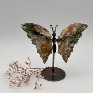 Moosachat - Schmetterling